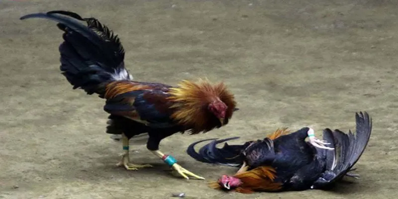 Tuân thủ luật chọi gà Thomo