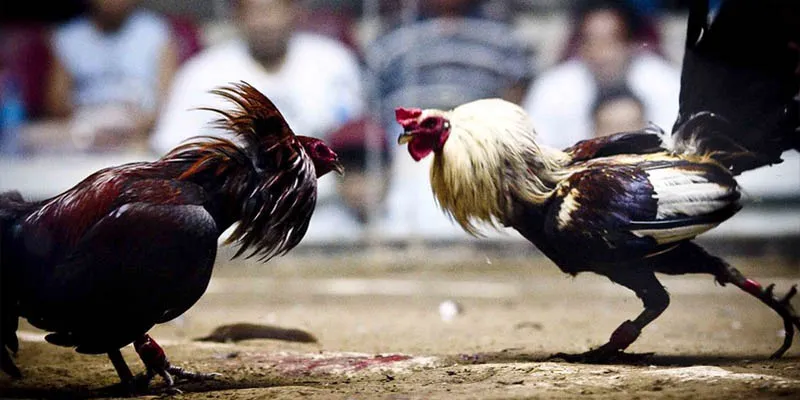 Giới thiệu về sảnh đá gà đình đám của nhà cái Kuwin